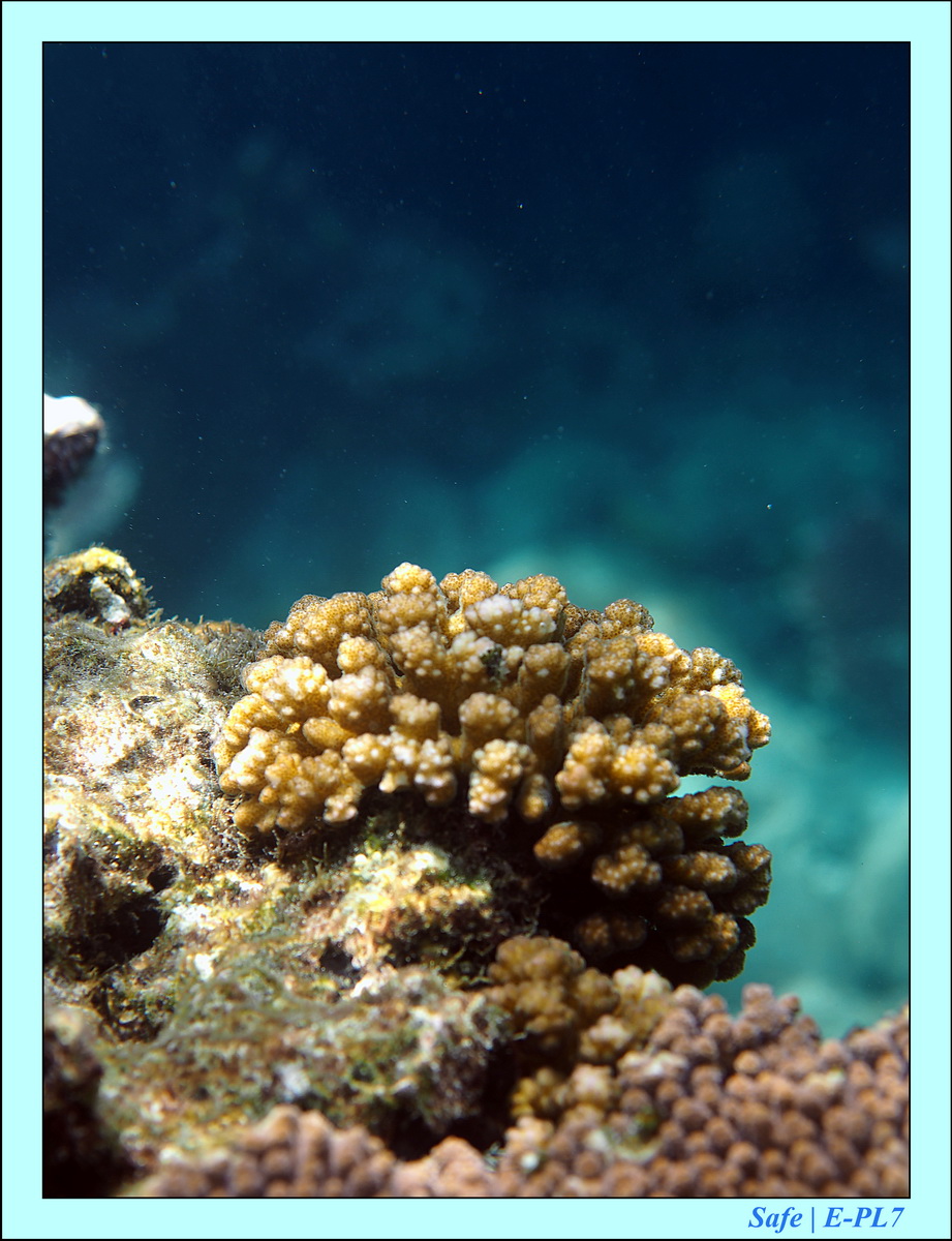 2016 - 07 - Leng Tengah - 071